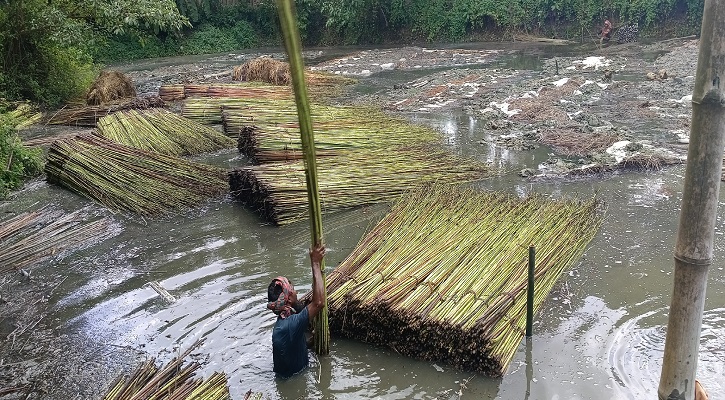 পানি সংকটে দুর্ভোগে সালথার পাটচাষিরা 